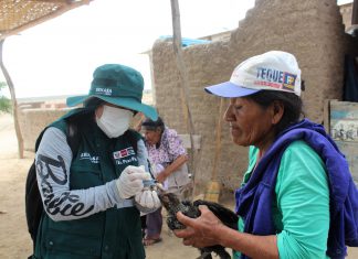 Perú contará con zonas libres de enfermedad aviar de Newcastle