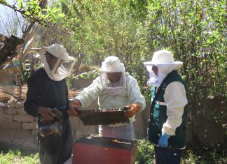 Senasa evalúa apiarios para descartar presencia de Loque Europea en colmenas del Cusco