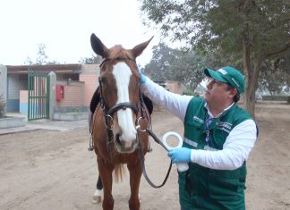Panamericanos: Sanidad de 141 caballos de competencia asegurada