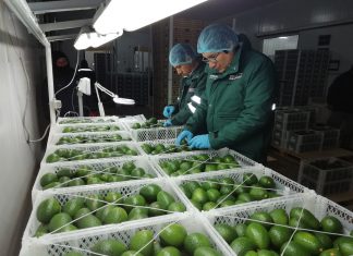 Palta arequipeña se posiciona en 04 mercados internacionales