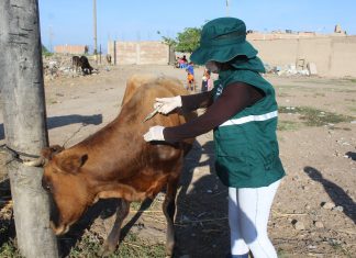 Amazonas: Vacunan ganado bovino para prevención de Rabia Silvestre
