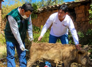 Áncash: Senasa vacunó a más de 61 mil cerdos contra la peste porcina clásica