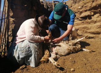 Senasa ejecuta acciones sanitarias para desparasitar a más de 700 animales en Huancavelica