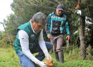 Lambayeque: Senasa autoriza funcionamiento de procesadoras de hongos comestibles