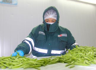 Áncash: Senasa certificó 761 toneladas de Holantao destinados a mercados internacionales