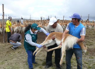 Ayacucho: Senasa refuerza acompañamiento técnico en comunidades de crianza de vicuñas