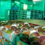 Senasa Exportacion Mango