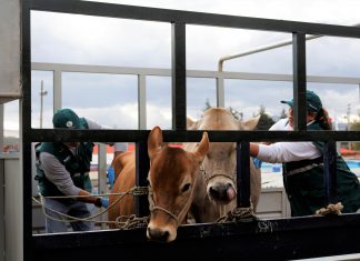 Cajamarca: Senasa resguarda la sanidad del ganado de exhibición en Fongal