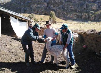 Apurímac: MINAGRI intensifica atención en zonas altoandinas para resguardar actividad alpaquera