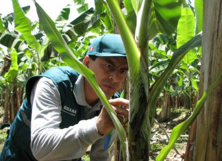 Fusarium Raza 4: Minagri declara alerta fitosanitaria nacional