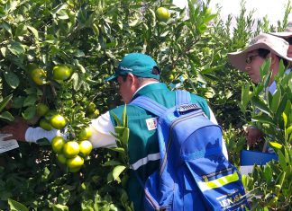 Senasa realizará primer simulacro de contención de HLB en el norte chico