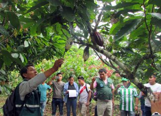Amazonas: Senasa capacita a especialistas para controlar plagas en cultivos de cacao y banano