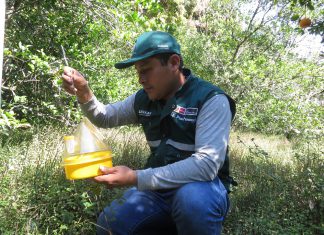 La Convención ya cuenta con red de vigilancia de mosca de la fruta