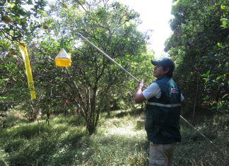 Erradicación de moscas de la fruta resguardará producción frutícola de Amazonas