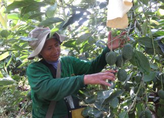Perú y Colombia agregan nuevos productos vegetales a su intercambio comercial