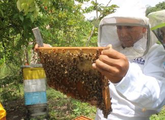 Senasa intensifica monitoreo en colmenas de Selva Central