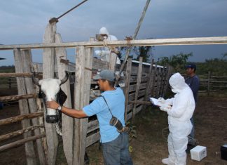 Productores se suman a simulacro de fiebre aftosa en Ucayali