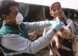 Senasa proyecta la vacunación de 27 mil cerdos en Moquegua