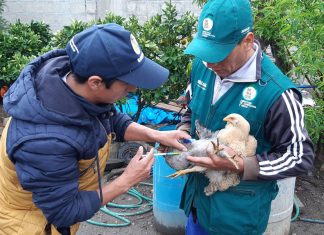 Senasa registra vacunación de más de 29 mil aves contra Newcastle en Apurímac