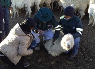 Senasa atendió a más de 4 mil animales en sectores afectados por el proceso eruptivo del volcán Ubinas