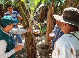 Tumbes: Escuelas de Campo promueven uso de controladores biológicos en cultivos de banano