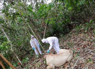 Ucayali: Senasa fortalece medidas sanitarias frente a un brote de rabia silvestre en Atalaya