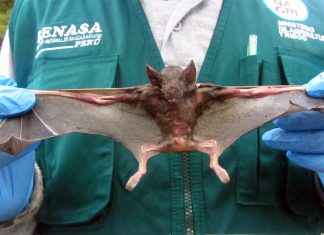 Amazonas: Senasa realizó control poblacional de murciélagos en Yambrasbamba