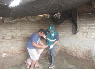 Lima: Senasa vacunó a más de 300 mil animales contra la Peste Porcina Clásica