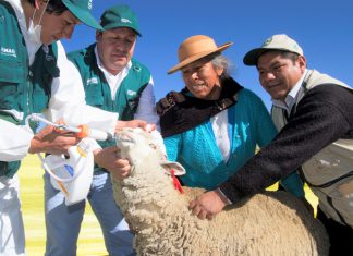 Miguel Quevedo Valle es el nuevo jefe del SENASA
