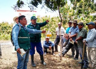 Mosca de la fruta: Piura contará con red de vigilancia con cerca de ocho mil trampas