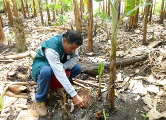 Senasa mantiene vigilancia fitosanitaria en cultivos de banano de comunidades nativas en Amazonas