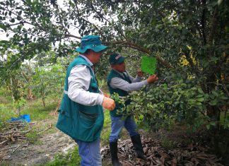 Costos del limón se multiplicarían por enfermedad incurable