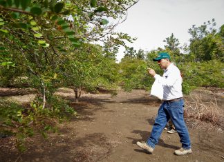 Senasa resguarda el estado fitosanitario de la producción de tara en Cajamarca