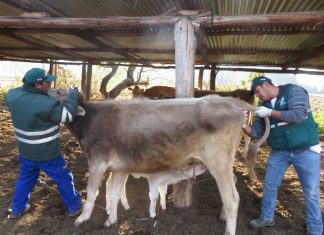 Cusco: Senasa evaluará a 528 cabezas de ganado para descarte de Leucosis