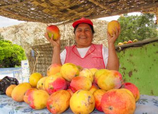 Áncash: Se mantendrán exportaciones de mango a Europa