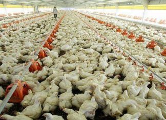 Perú cierra sus fronteras a exportaciones avícolas chilenas