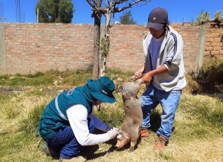 Campaña contra la peste porcina clásica protegerá a más de 60 mil cerdos en Junín