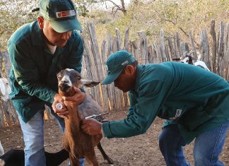 Senasa atendió a más de 50 familias ganaderas en frontera norte del país