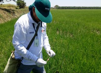 MINAGRI despliega acciones permanentes en campos arroceros de Sullana