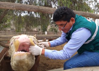 Senasa desplegó acciones sanitarias en XXXV Feria Nacional de Ganado de Engorde