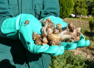 Ayacucho: Senasa y productores controlan brote inusual de caracol defoliador
