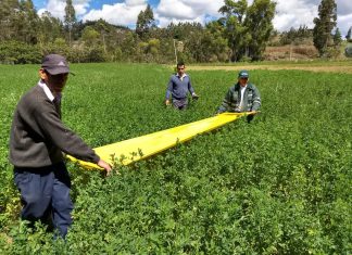 Más de 140 productores aprenden técnica económica para controlar plagas en alfalfa