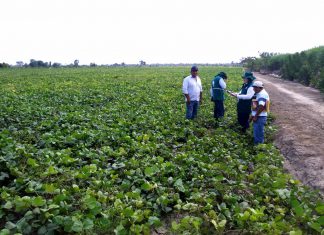 La Libertad: Senasa inspecciona ejecución de buenas prácticas agrícolas en cultivos de frejol loctao