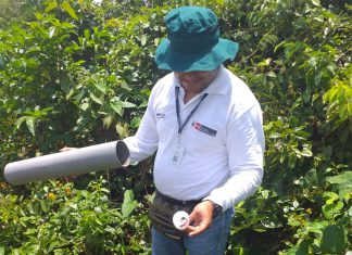 Ucayali: Senasa evalúa presencia de plaga de roedores en cultivos de arroz y sandía