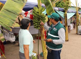 Ucayali: Productores de plátano se suman al compromiso para evitar el ingreso de Fusarium al país