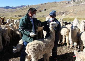 MINAGRI y criadores desarrollarán el “Plan Nacional Sanitario de Camélidos Sudamericanos 2019-2021