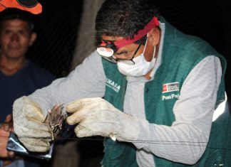 Senasa desarrolló acciones de prevención de brotes de rabia en Lambayeque