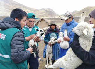 Senasa evaluó ganado ovino para descartar enfermedad hidatídica en Huancavelica
