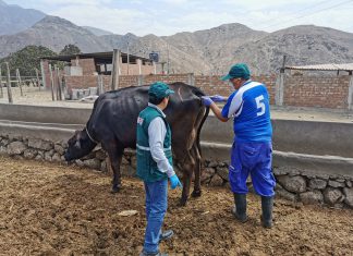 La Libertad: Senasa ejecuta diagnóstico de tuberculosis bovina en nuevos establecimientos
