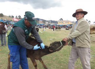 Cusco: Más de 5 mil ganaderos se beneficiaron con campaña de vacunación contra Carbunco Sintomático